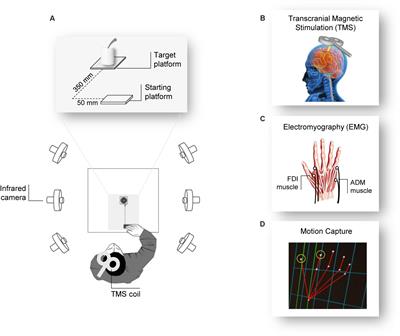 Reach-To-Grasp Movements: A Multimodal Techniques Study